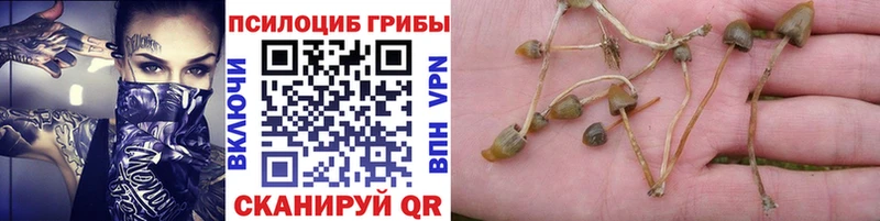 MEGA ССЫЛКА  Пыталово  Псилоцибиновые грибы Psilocybe 